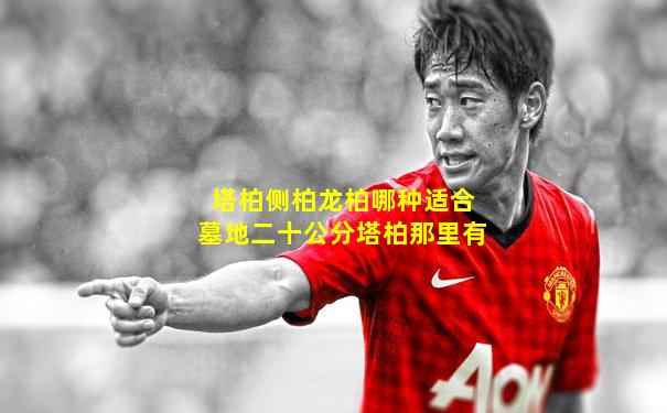 塔柏侧柏龙柏哪种适合墓地二十公分塔柏那里有