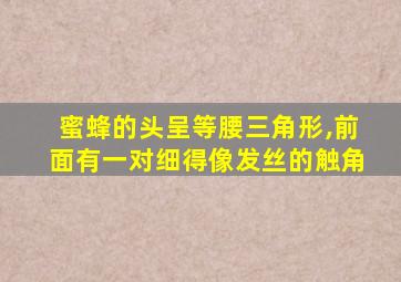 蜜蜂的头呈等腰三角形,前面有一对细得像发丝的触角